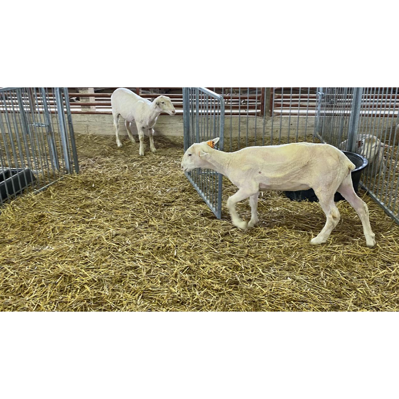 Sheep Shear Marathon BRSSM