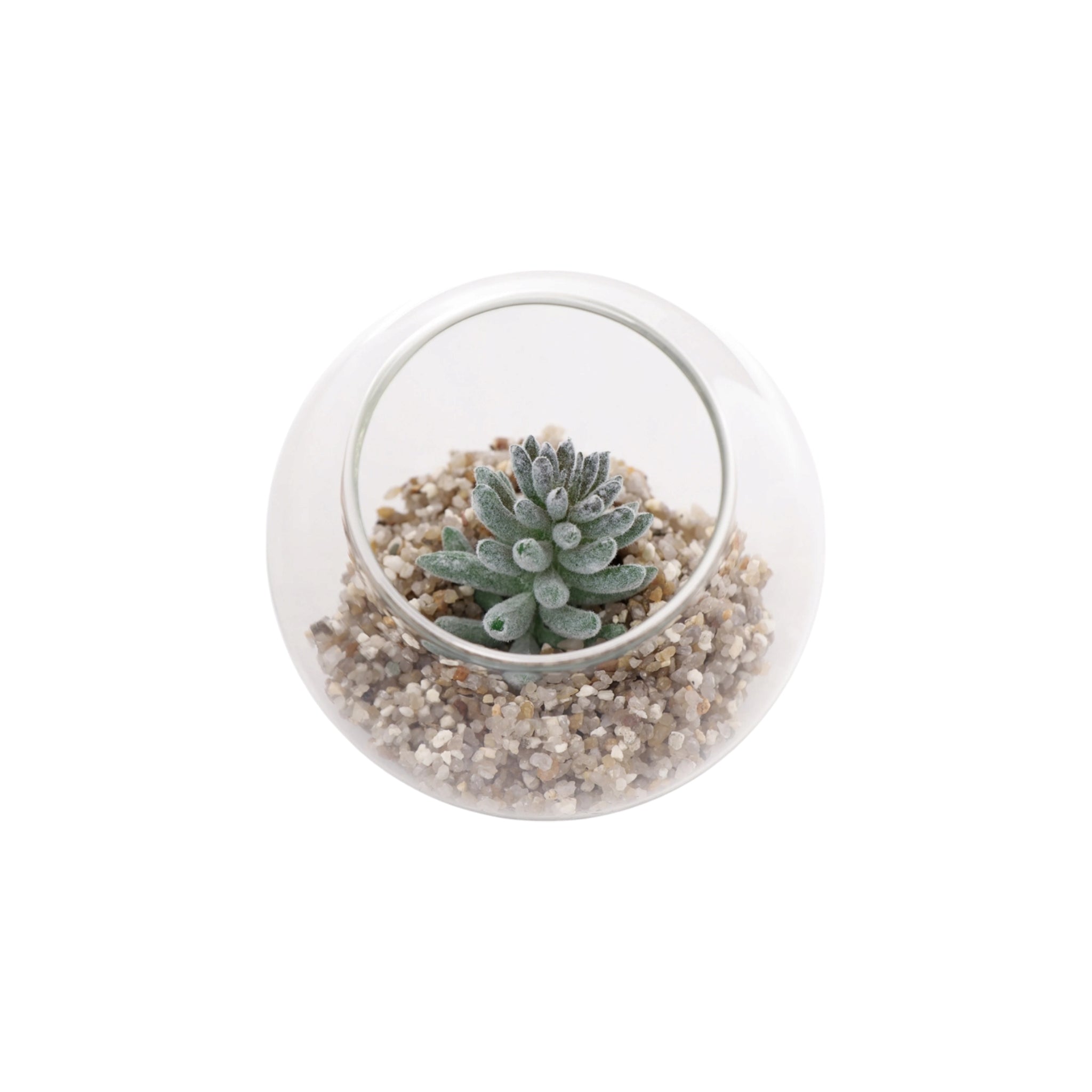 Regent Artificial Succulent In Clear Glass Sphere Small 80x74mm