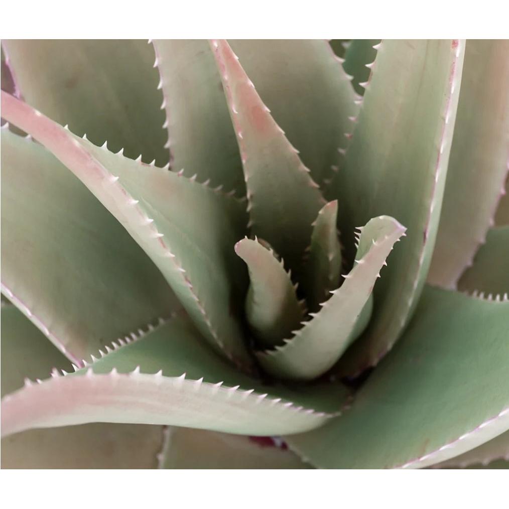 Dowith Soothing Cream Pink Vera