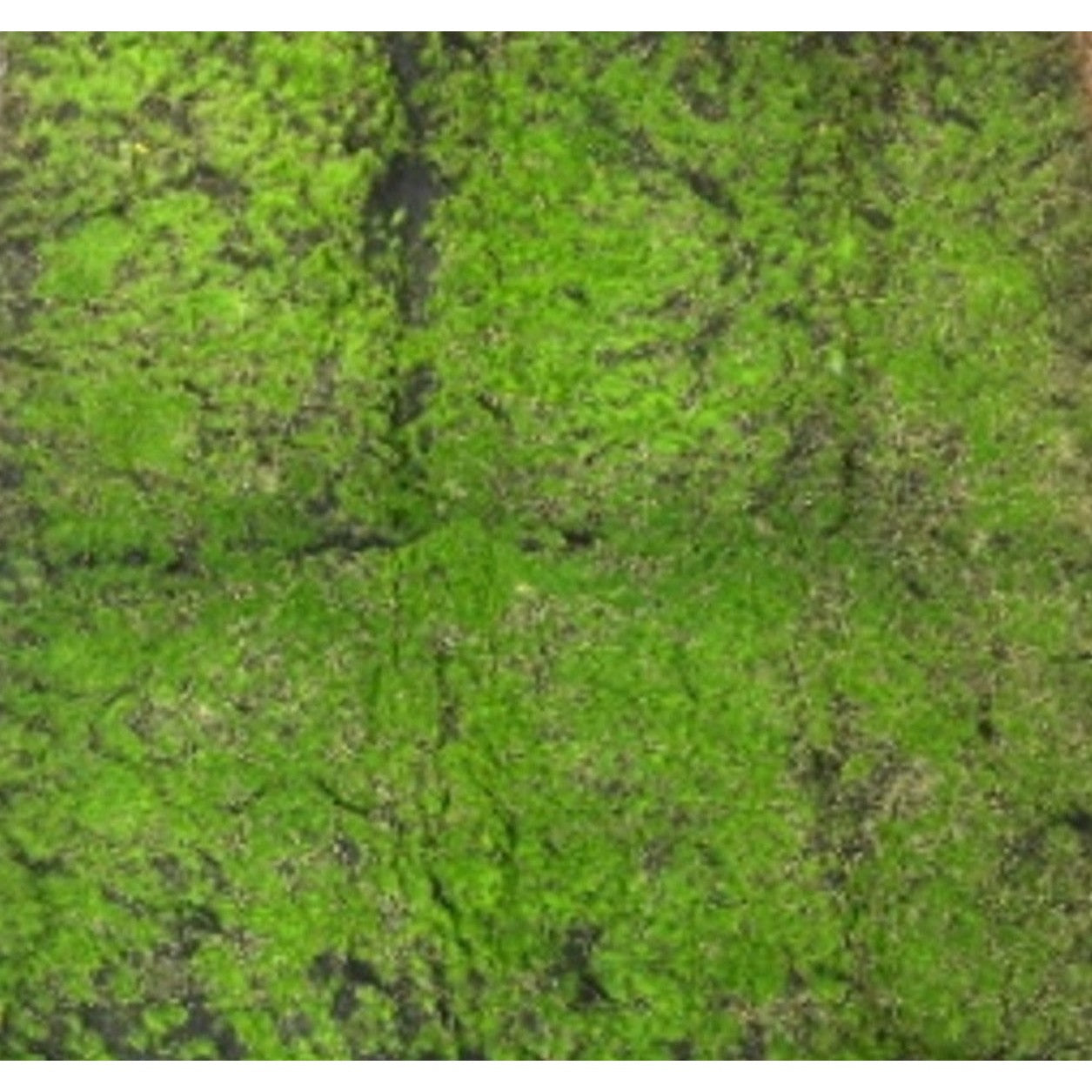 Artificial Green Duckweed Moss Mat 90cmx90cm 362