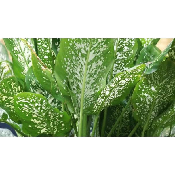 Artificial Plant Dumb Cane Tuftroot 105cm