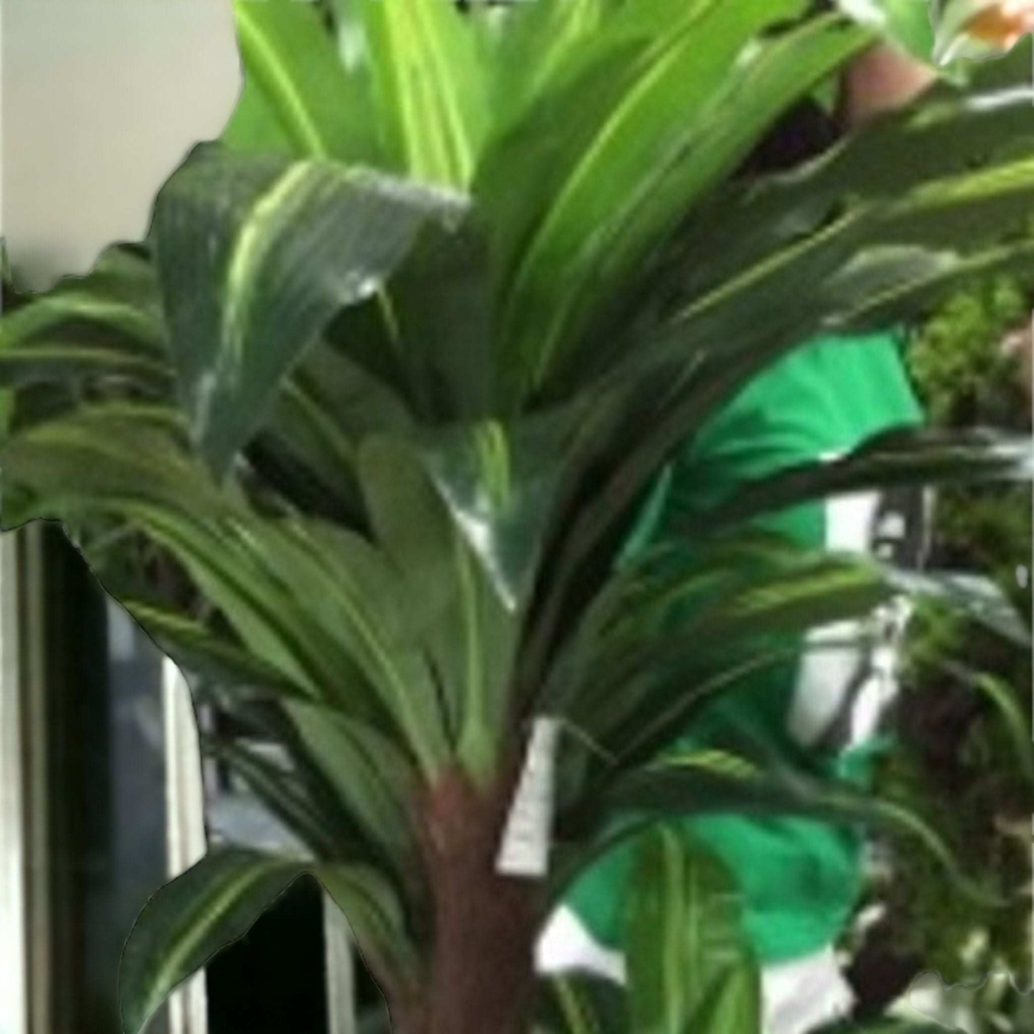 Artificial  Dracaena Trifasciata Plant 160cm 301