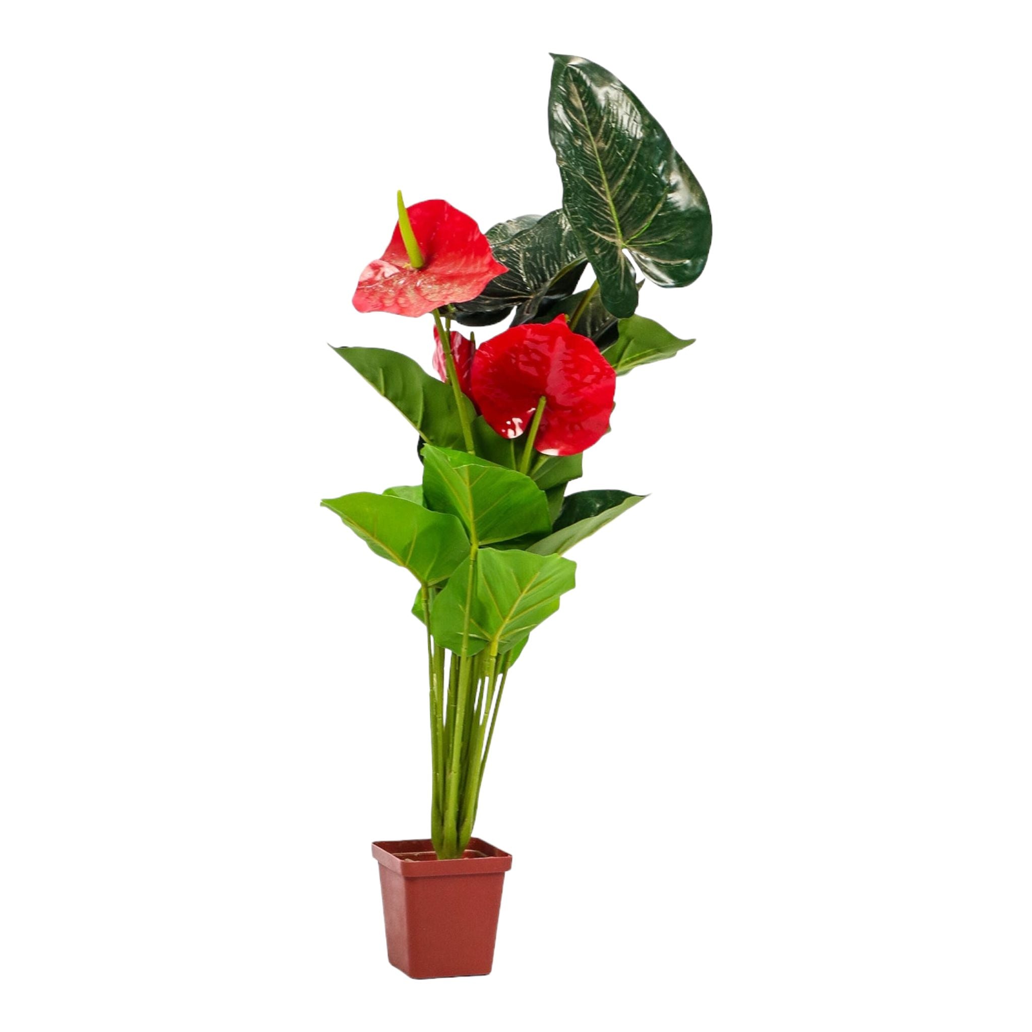 Artificial Painter Palette Plant 60cm 302