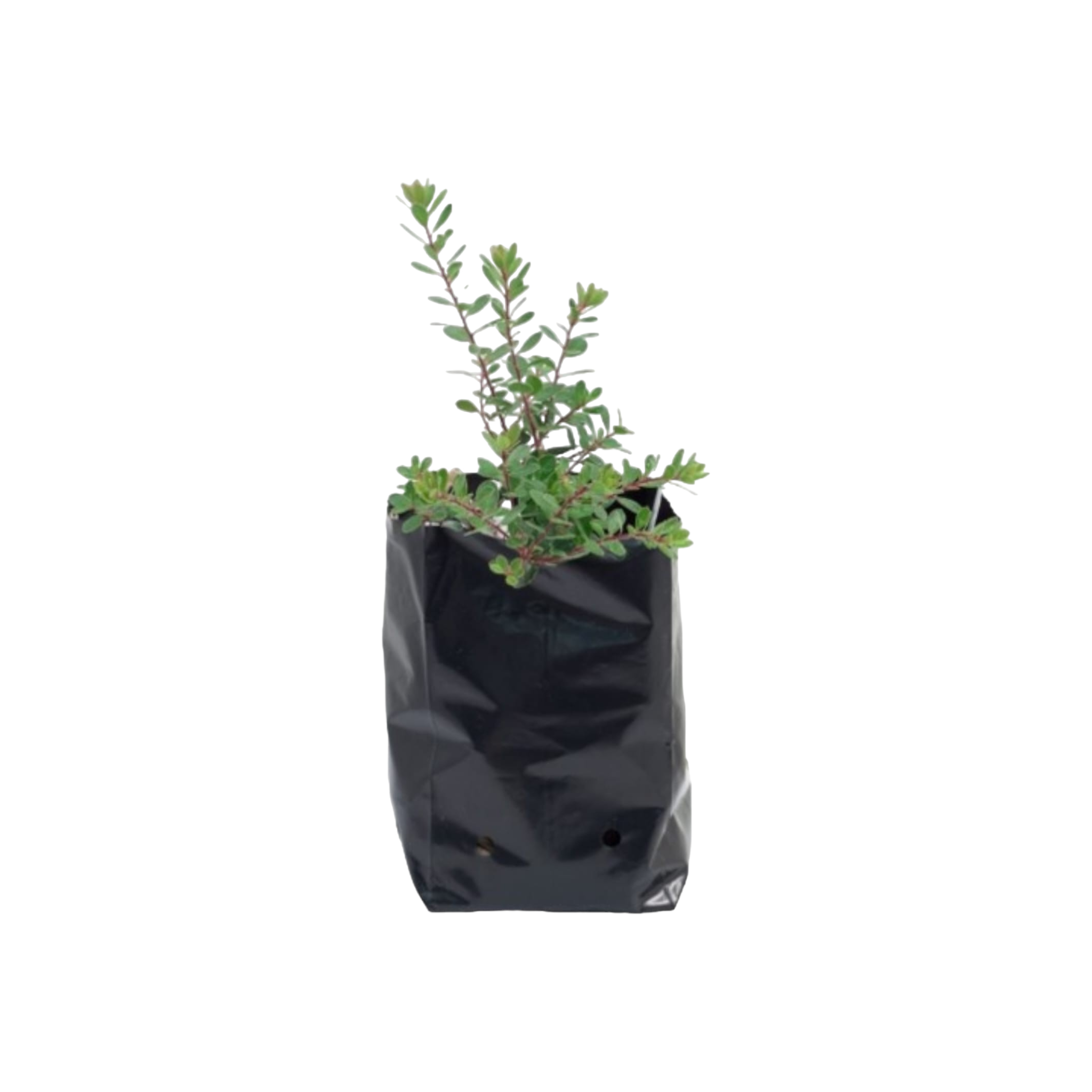 Nursery Plant Bags C15V 100L 1pc