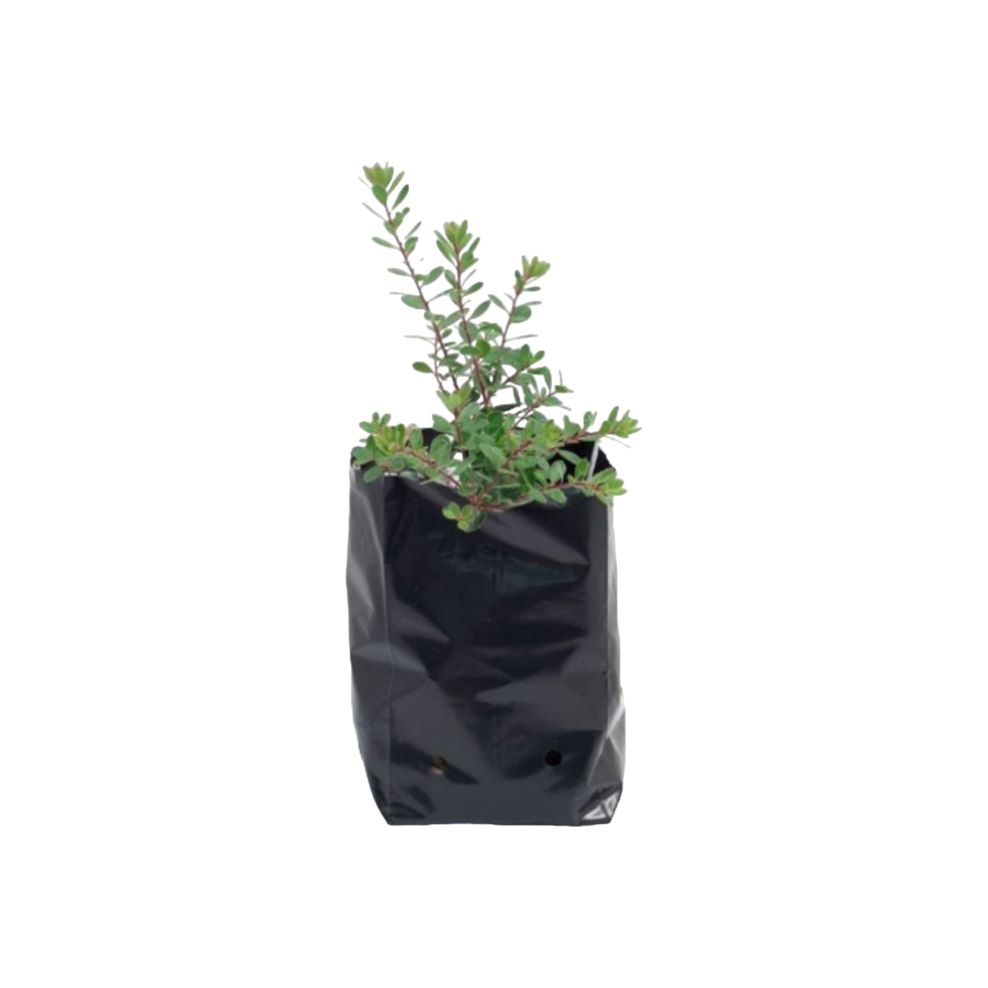 Nursery Plant Bags C12 60L 25pack