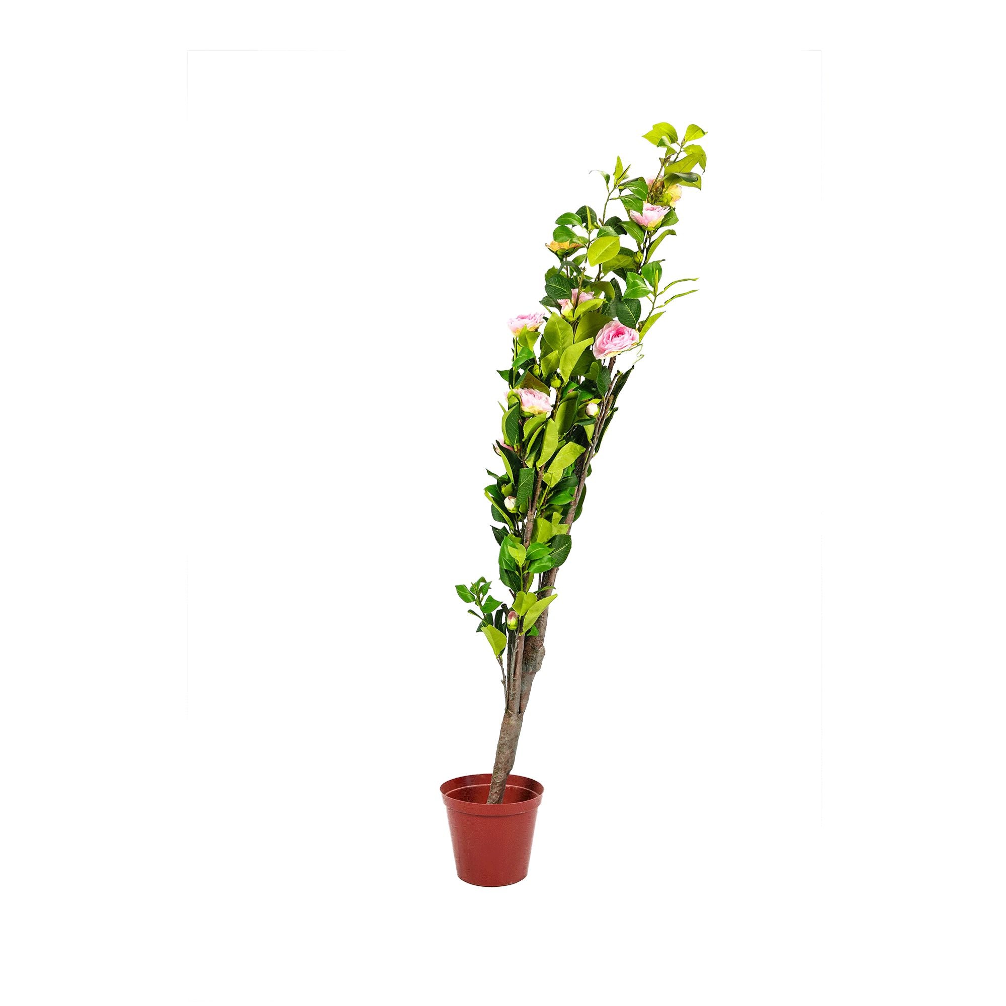 Artificial White Rose Tree 145cm BPH-303